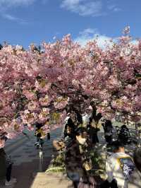 【神奈川】早咲き桜スポット