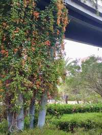 深圳香蜜公園：城市中的綠意天堂 🌳🌺