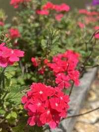 Flower Garden 