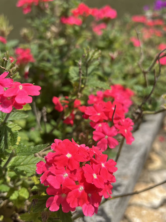 Flower Garden 