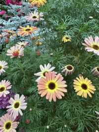 Floral Paradise - Flower Dome Singapore