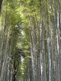 Kyoto: The Timeless Heart of Japan’s Culture and Tradition