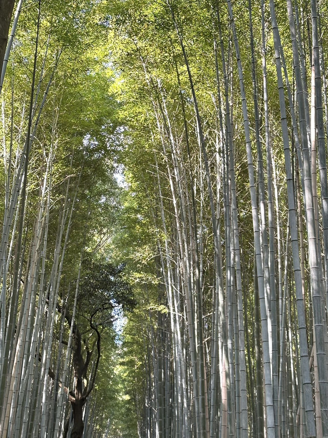 Kyoto: The Timeless Heart of Japan’s Culture and Tradition