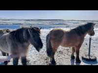 🇮🇸冰島Geysir間歇泉與可愛冰島馬之旅🐴✨