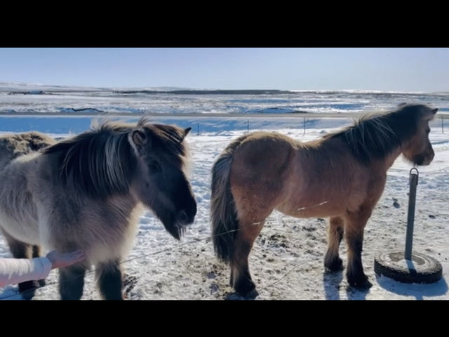 🇮🇸冰島Geysir間歇泉與可愛冰島馬之旅🐴✨