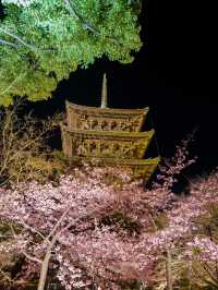 1000円で見れる絶景！春の訪れ🌸 京都と言えばド定番のココ‼️｢東寺｣