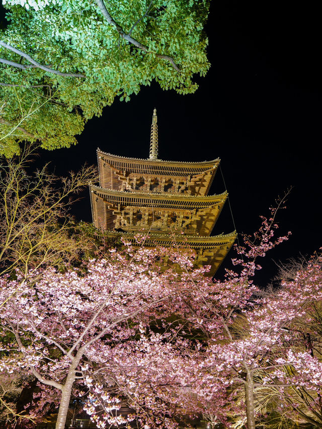 1000円で見れる絶景！春の訪れ🌸 京都と言えばド定番のココ‼️｢東寺｣