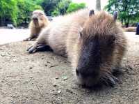來 “長崎Bio Park” 生物園找水豚君玩耍！