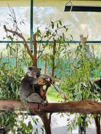🇦🇺 Perth: Brunch, Wildlife & a Costco Run 🌿🦘