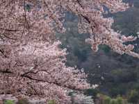 Chasing Sakura at Lake Kawaguchiko