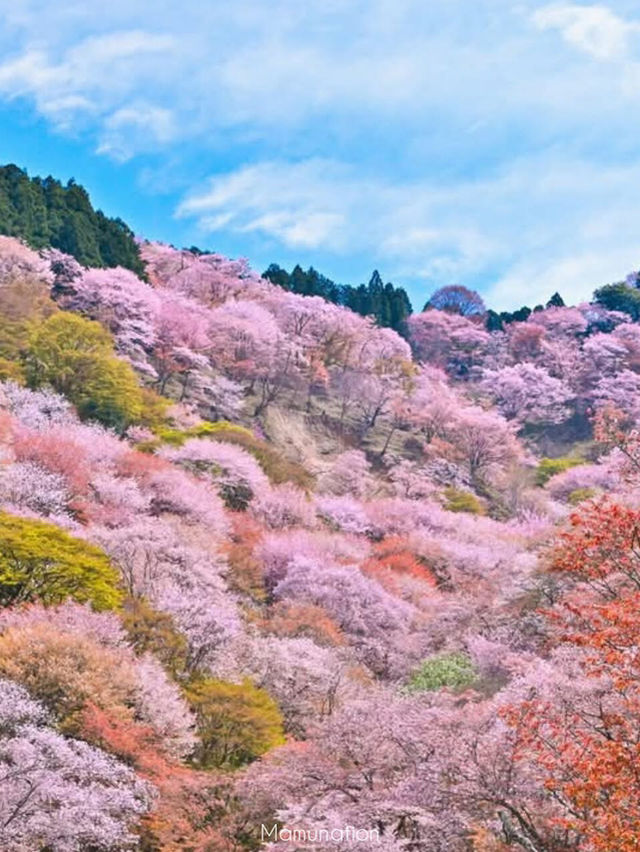 Chasing Sakura at Mt. Yoshino