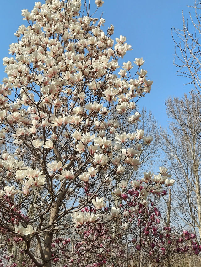 Cherry Blossom 🌸 trip to Cangzhou