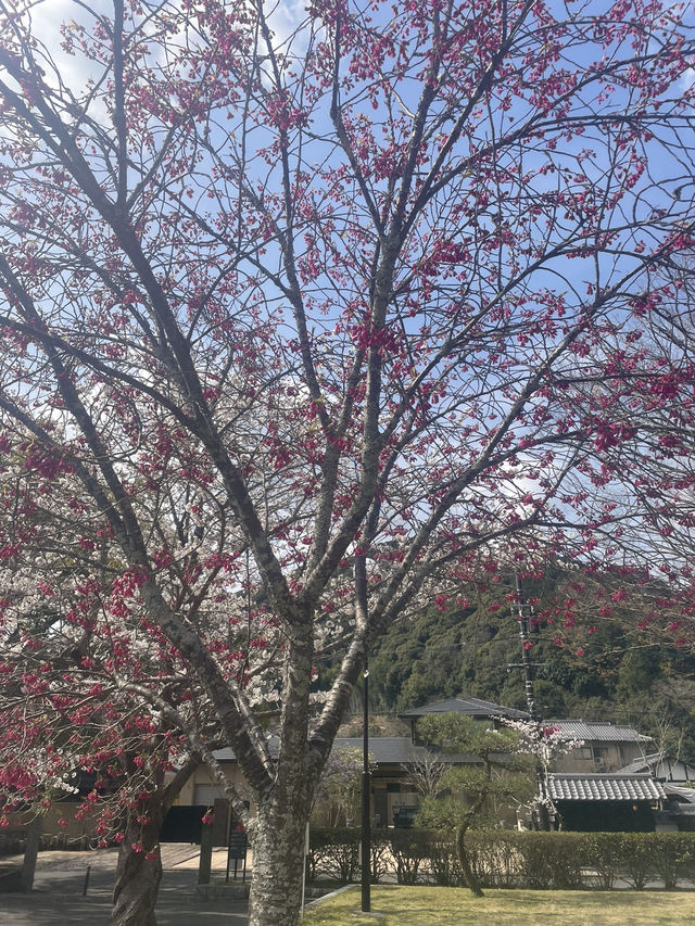 【錦帯橋】