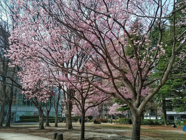仙台錦町公園賞櫻美景