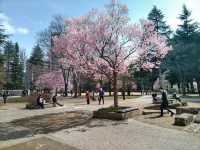 仙台錦町公園賞櫻美景