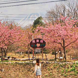 Kawazu cherry blossoms under the mountains🌸