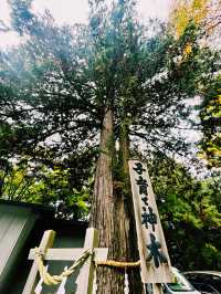 【日本山梨】新倉山淺間公園：步入秋天的畫卷