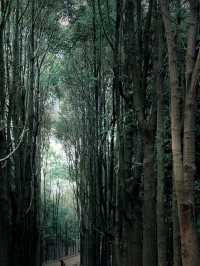 Longquan Mountain