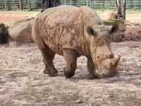 #珍珠野生動物園（Vinpearl Safari Phu Quoc）-越南富國島