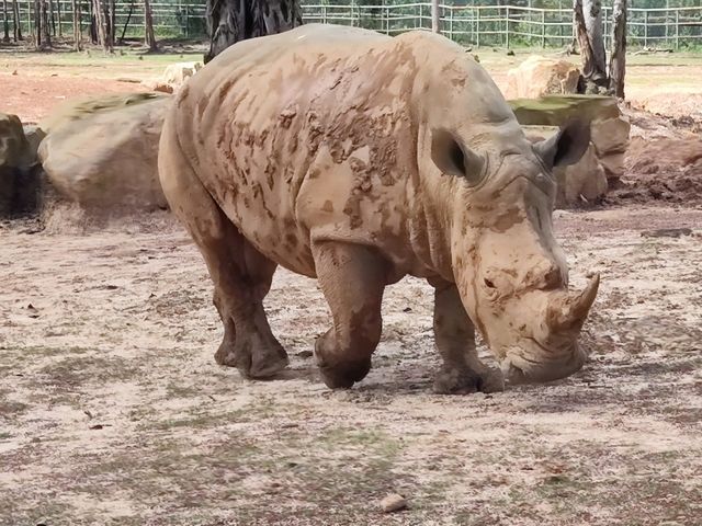 #珍珠野生動物園（Vinpearl Safari Phu Quoc）-越南富國島