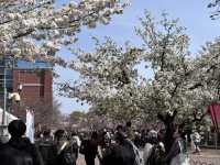 【大阪府】造幣局の桜の通り抜け2025