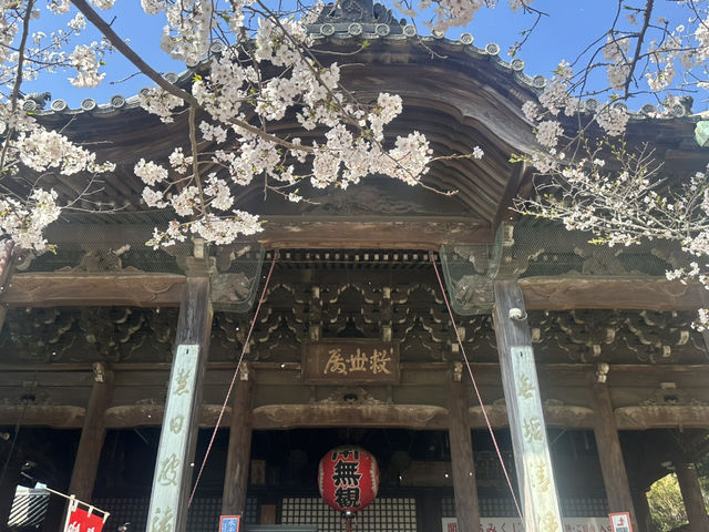 神秘的地方～櫻吹雪🌸
