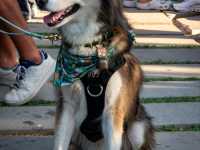 Grove Brew Fest 