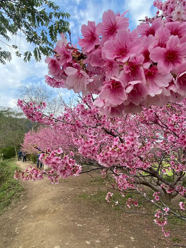 🌸** 關西櫻花祕境**🌸