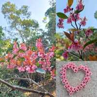 🌸香港秘密花園🌸