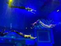Grandview Aquarium – A Suburban Ocean Wonderland