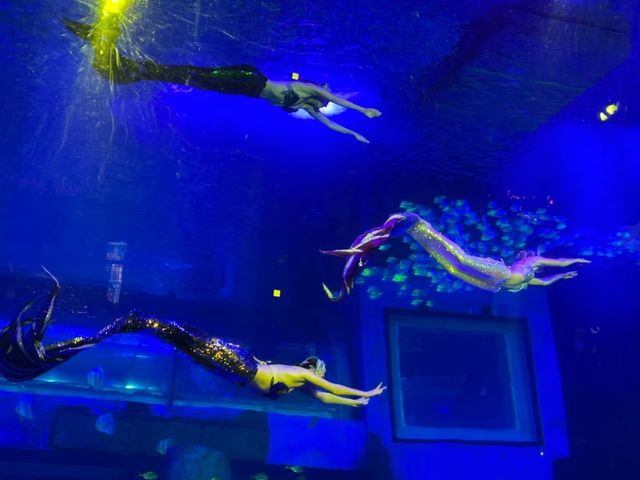 Grandview Aquarium – A Suburban Ocean Wonderland