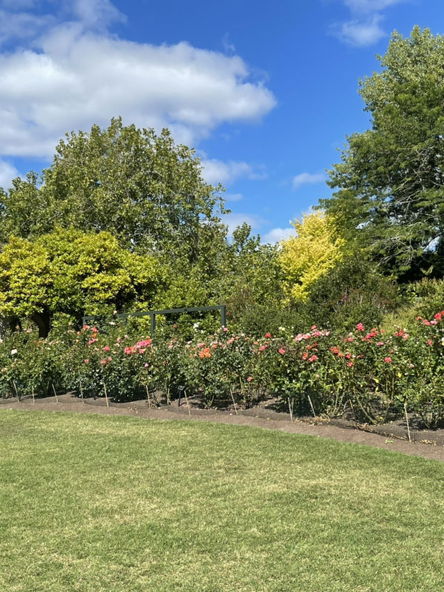 紐西蘭漢密爾頓各色主題花園～🌹