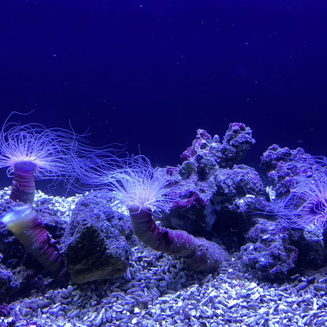 海洋生物互動展館，近距離觀賞與餵食鯊魚