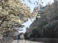搭DANUBI列車暢遊釜山國家地質公園~太宗台，賞櫻花和玉蘭花。