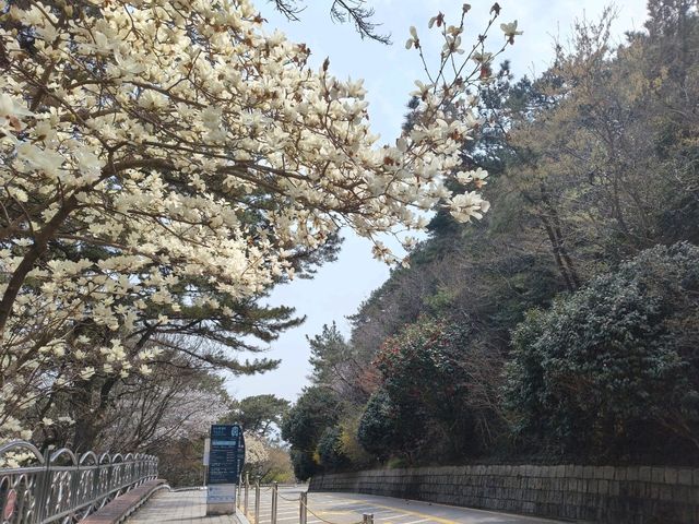 搭DANUBI列車暢遊釜山國家地質公園~太宗台，賞櫻花和玉蘭花。