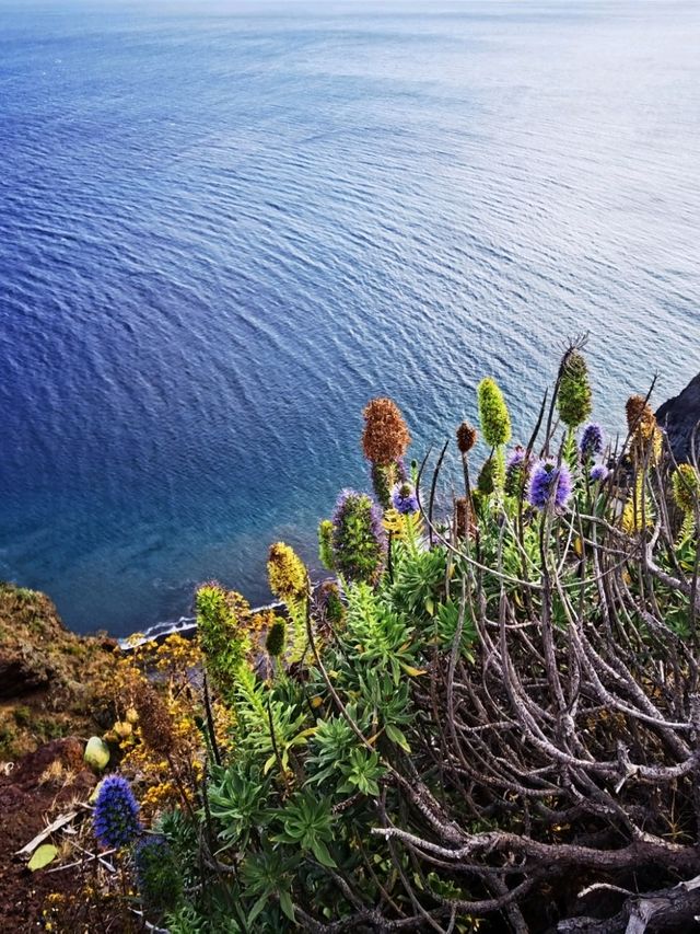 Cristol Rei, Madeira, Portugal