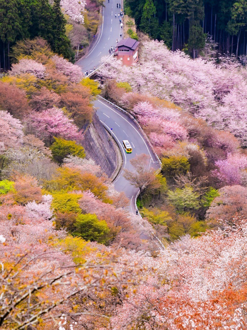 奈良】日本一の桜🌸吉野山を全力で楽しむ完全ガイド！ | Trip.com 吉野町