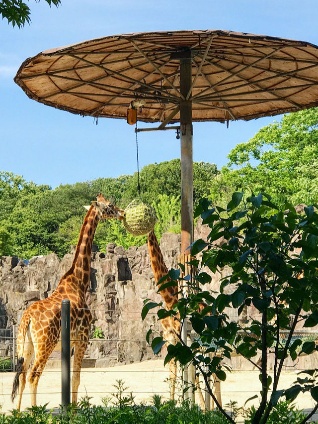 首爾景點｜Seoul Zoo 🦒🦩🦓