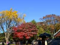 ソウル・宗廟（チョンミョ）の紅葉が見事すぎた