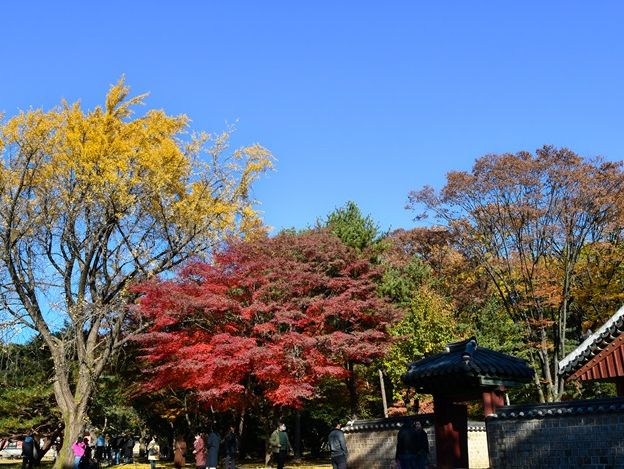 ソウル・宗廟（チョンミョ）の紅葉が見事すぎた
