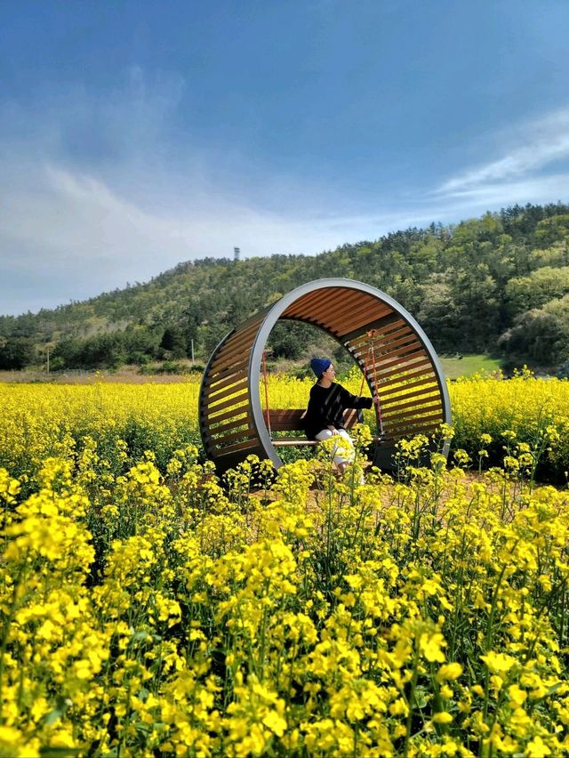 낭만가득 노랑 유채꽃축제가 열리는 진도💛