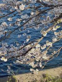 Chill life in Shizuoka: A spring stroll under Mt. Fuji’s cherry blossoms
