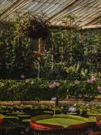 🇬🇧 Kew Gardens | Like Stepping into Monet’s Water Lily Garden