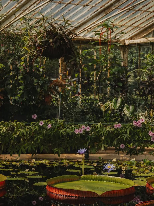 🇬🇧 Kew Gardens | Like Stepping into Monet’s Water Lily Garden