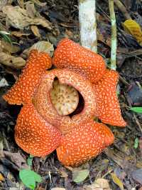 🌺 Adenna Rafflesia Garden – Witness the World’s Largest Flower in Sabah