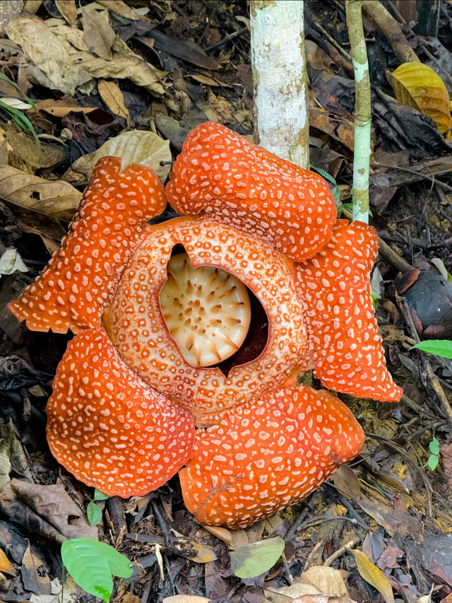 🌺 Adenna Rafflesia Garden – Witness the World’s Largest Flower in Sabah