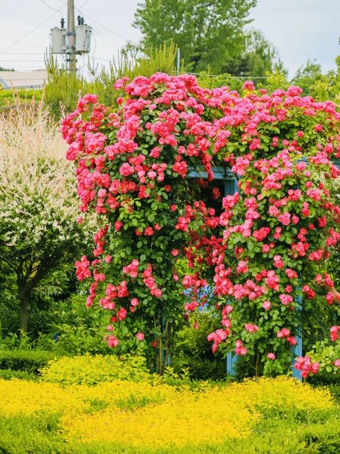 A Nordic Escape in Yangpyeong 