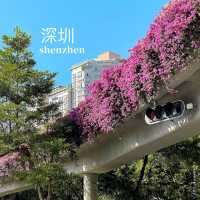 รีวิวที่เที่ยว Shenzhen, China 🇨🇳