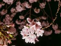 Sakura in Kanazawa - the hidden gem