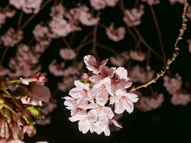 Sakura in Kanazawa - the hidden gem